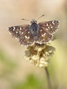 Pyrgus butterfly on plante