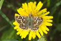 Pyrgus malvae Butterfly (Grizzled skipper)