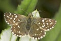 Pyrgus malvae / Grizzled Skipper butterfly