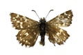 Pyrgus malvae, the grizzled skipper