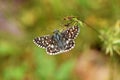 Pyrgus melotis, the Aegean skipper butterfly , butterflies of Iran