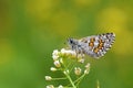 Pyrgus sidae , the yellow-banded skipper butterfly Royalty Free Stock Photo