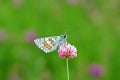 Pyrgus sidae , the yellow-banded skipper butterfly Royalty Free Stock Photo