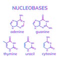 Pyrimidine and purine nucleobases