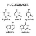 Pyrimidine and purine nucleobases