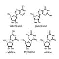 Pyrimidine and  purine nucleosides Royalty Free Stock Photo