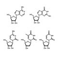 Pyrimidine and purine nucleosides