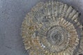 Pyritized Ammonite Royalty Free Stock Photo