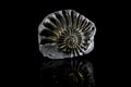 Pyritized Ammonite Royalty Free Stock Photo