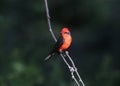 Vermilion Flycatcher pyrocephalus obscurus