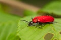 Pyrochroa coccinea Royalty Free Stock Photo
