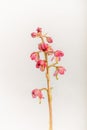 Pyrola asarifolia - Pink Wintergreen - Flower Cluster