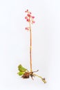 Pyrola asarifolia - Pink Wintergreen on White