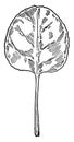 Pyrola, Chlorantha, Leaf, plant, rounded, stalk vintage illustration
