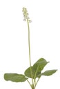 Pyrola rotundifolia Royalty Free Stock Photo