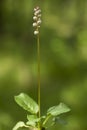 Pyrola rotundifolia