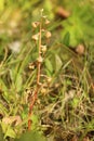 Pyrola rotundifolia, the round-leaved wintergreen, with fruits Royalty Free Stock Photo