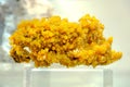 Pyromorphite yellow bunker hill piromorfite mineral