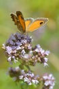 Pyronia butterfly on flower Royalty Free Stock Photo