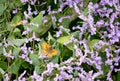 Pyronia tithonus sitting on Goosefoot plant. Royalty Free Stock Photo