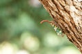 Pyrops candelaria or lantern Fly,sometime we call trunk cicada o Royalty Free Stock Photo