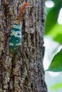 Pyrops candelaria or lantern Fly Royalty Free Stock Photo