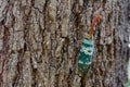 Pyrops candelaria or lantern Fly Royalty Free Stock Photo