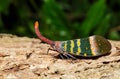 Pyrops karenia lantern bug or planthopper clinging on the tree Royalty Free Stock Photo