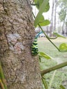 Pyrops viridirostris (Westwood, 1848) on the tree in the garden at thailand,fulgorid bug. Royalty Free Stock Photo