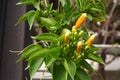 There are many Pyrostegia venusta planted in the park, which are bright and beautiful.