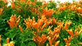 Pyrostegia venusta flamevine flowers image Royalty Free Stock Photo