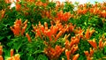 Pyrostegia venusta flamevine flowers snap Royalty Free Stock Photo