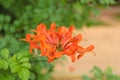 Pyrostegia venusta (flamevine, orange trumpetvine) Royalty Free Stock Photo