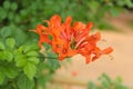 Pyrostegia venusta (flamevine, orange trumpetvine) Royalty Free Stock Photo