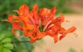 Pyrostegia venusta (flamevine, orange trumpetvine) Royalty Free Stock Photo