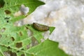 Pest of viburnum - Pyrrhalta viburni