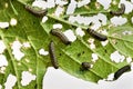 Pyrrhalta viburni - viburnum leaf beetle, plant pest