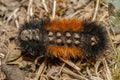 Pyrrharctia isabella or Wooly Bear caterpillar Royalty Free Stock Photo