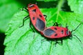 Pyrrhocoridae bugs mating Royalty Free Stock Photo