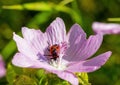 A Pyrrhocoridae sits on a Malva moschata flower Royalty Free Stock Photo