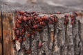 Pyrrhocoris apterus or Bedbugs-soldiers on a tree, red-black beetles Royalty Free Stock Photo