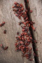 Pyrrhocoris apterus or Bedbugs-soldiers on a tree, red-black beetles Royalty Free Stock Photo