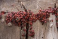 Pyrrhocoris apterus or Bedbugs-soldiers on a tree, red-black beetles Royalty Free Stock Photo