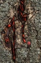 Pyrrhocoris apterus or Bedbugs-soldiers on a tree, red-black beetles. Animals wildlife Royalty Free Stock Photo