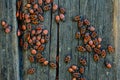 Pyrrhocoris apterus bugs colony located on the wooden fence during summer day Royalty Free Stock Photo