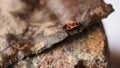 Pyrrhocoris apterus crawls on a dry leaf.