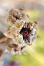 Pyrrhocoris apterus, firebug inside the seed pod of marshmallow flower, Althaea officinalis Royalty Free Stock Photo
