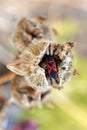 Pyrrhocoris apterus, firebug inside the seed pod of marshmallow flower, Althaea officinalis