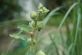 Pyrrhocoris apterus larva on white double Alcea rosea. The firebug, Pyrrhocoris apterus, is a common insect. Berlin, Germany Royalty Free Stock Photo