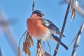 Pyrrhula pyrrhula bullfinch on a branch of ash.